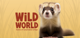 Wild world outlet